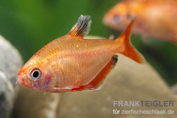 Blutsalmler - Hyphessobrycon eques